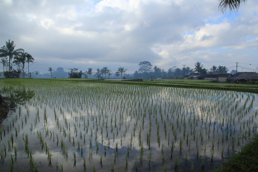 padi field 2