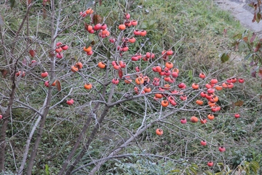 persimmon 3